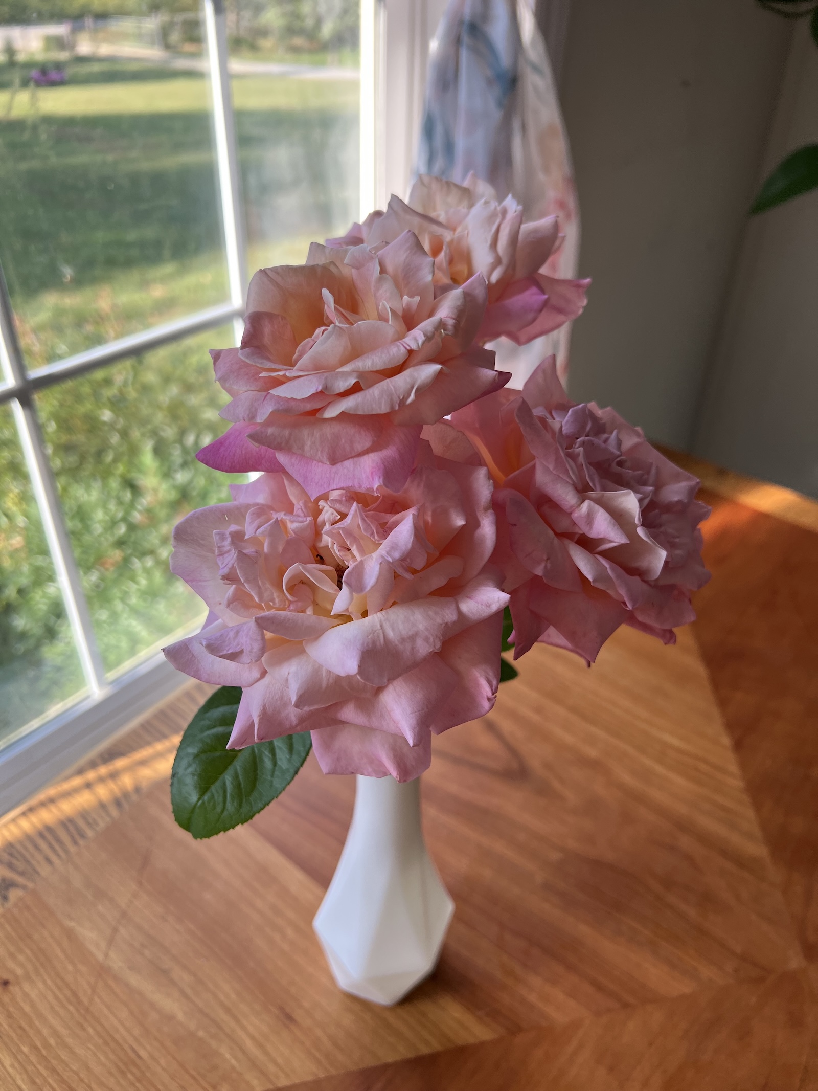 Three pink roses grown by Deborah at Lemons and Lavender Farm